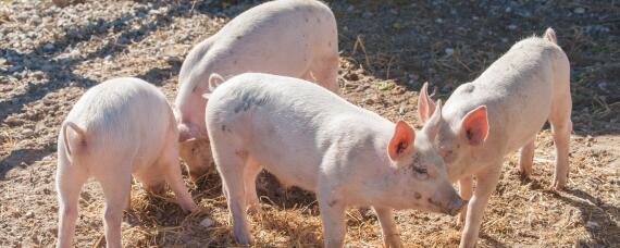 猪长期添加金霉素副作用