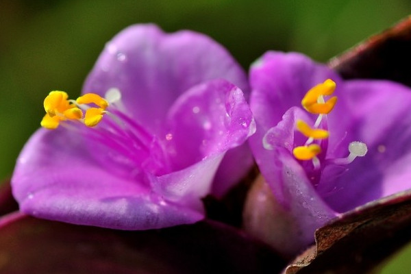 紫鸭跖草为什么不开花