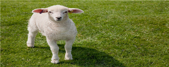 羊分为几种