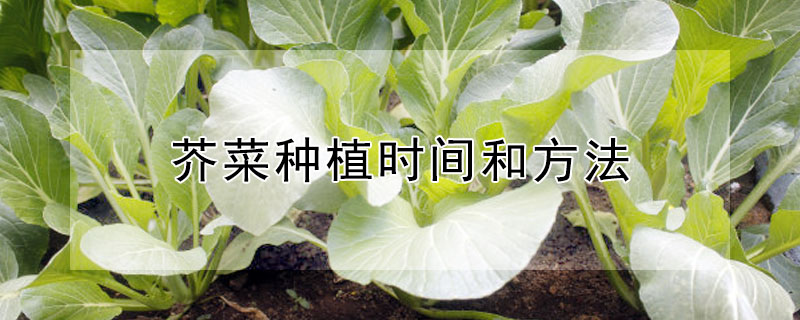 芥菜种植时间和方法