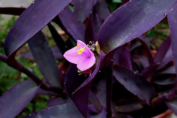 紫鸭趾草怎么造型