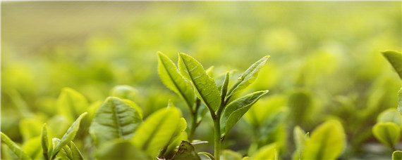茶叶病虫害专用农药