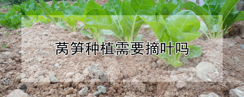 莴笋种植需要摘叶吗