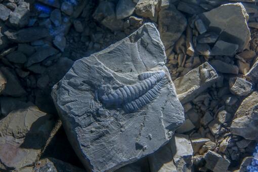 福州海关查获侏罗纪化石