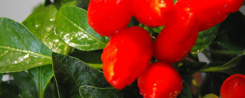五彩甜椒种植方法时间
