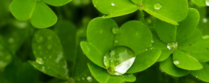 怎么养护和种植炸酱草？炸酱草的养护和种植