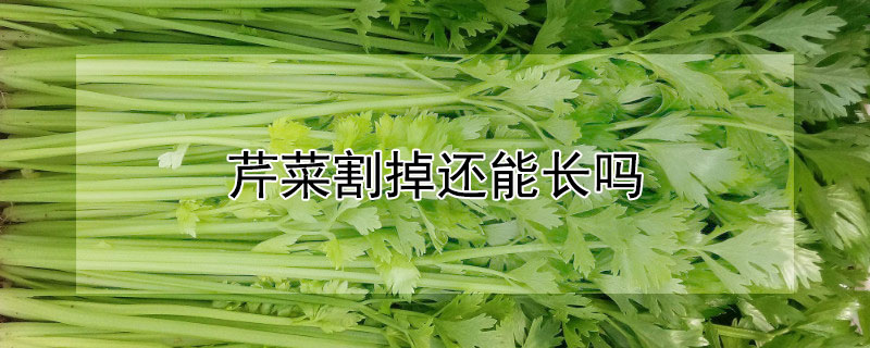 芹菜割掉还能长吗