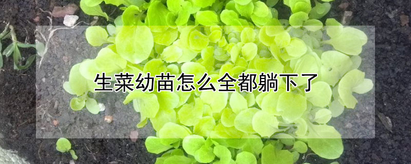 生菜幼苗全部倒伏的原因？生菜幼苗怎么全都躺下了