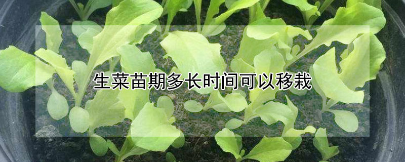 生菜苗期多长时间可以移栽