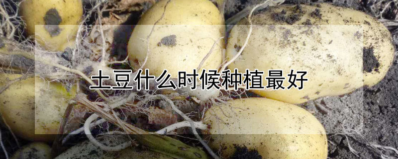 土豆什么时候种植最好