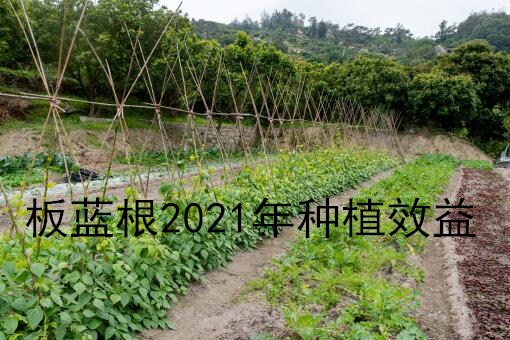 板蓝根收购价多少钱一斤？2021年种植效益如何？