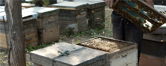 秋季中蜂养殖管理技术要点