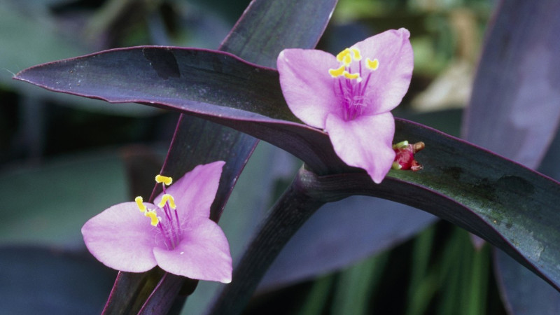 紫鸭跖草为什么不开花