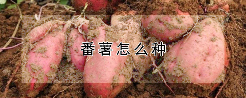番薯的种植方法？番薯怎么种