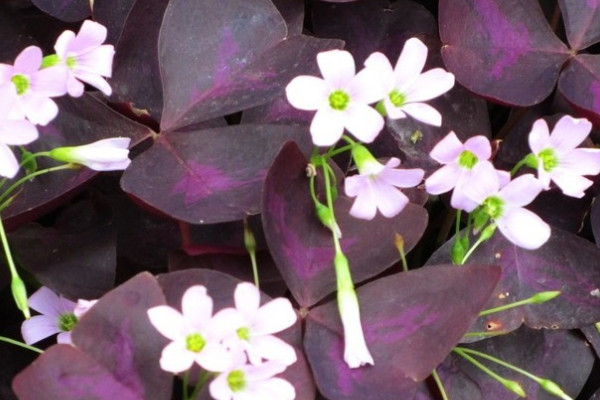 三叶草紫蝴蝶花怎么养