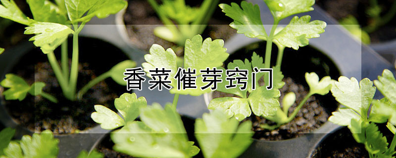 香菜催芽窍门