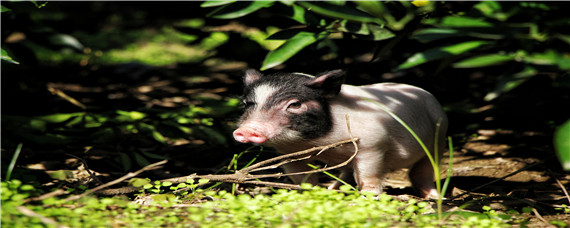 猪场常用5种消毒药