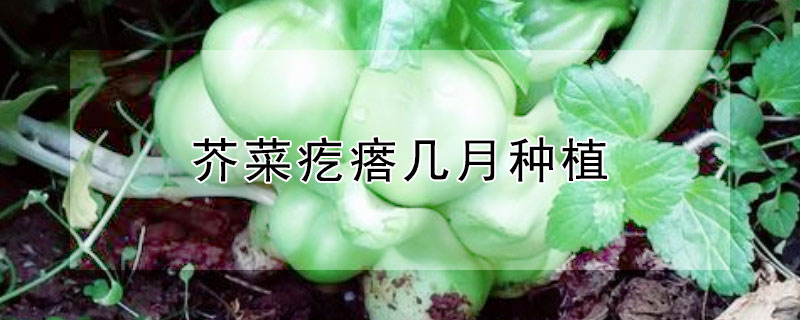 芥菜疙瘩几月种植