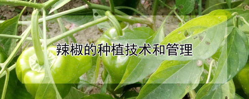 辣椒的种植技术和管理