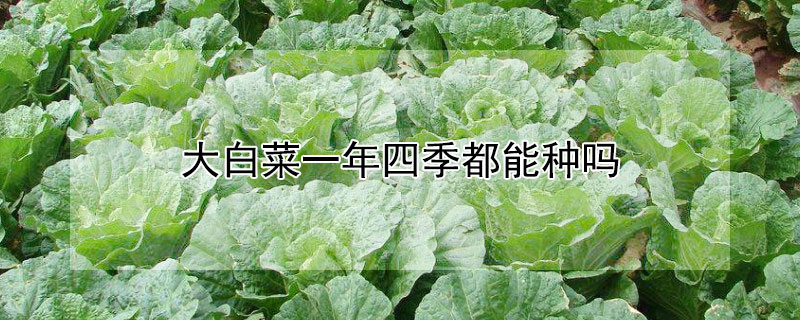 大白菜一年四季都能种吗