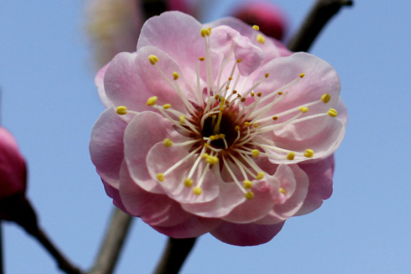 梅花夏天长叶吗