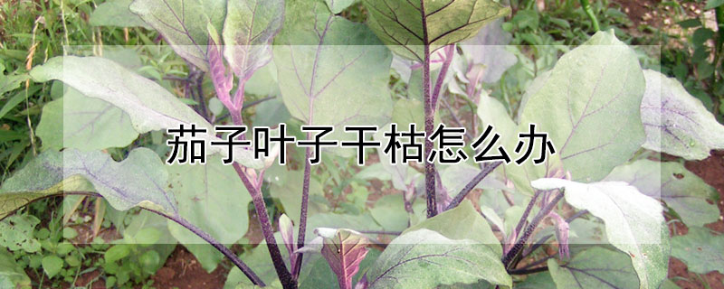 茄子叶子干枯怎么办