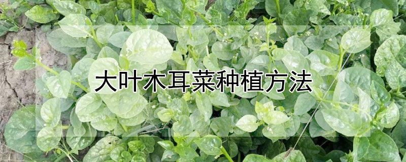 大叶木耳菜种植方法