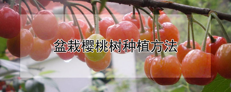 盆栽樱桃树种植方法