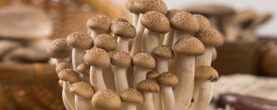 种蘑菇需要的条件有哪些?