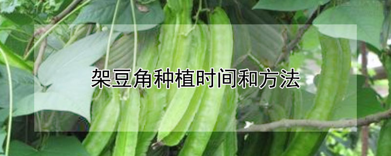 架豆角种植时间和方法