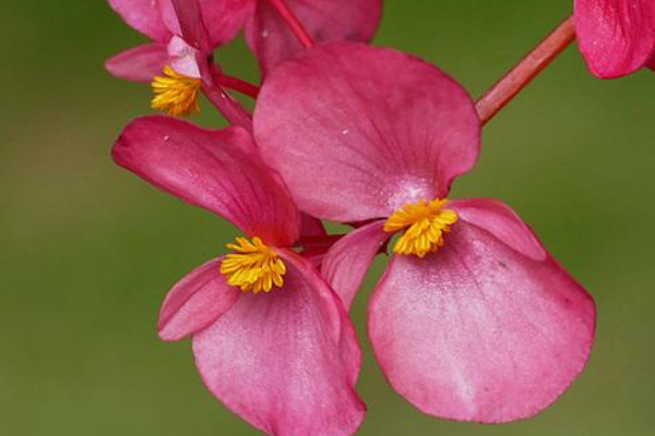 秋海棠花有毒吗