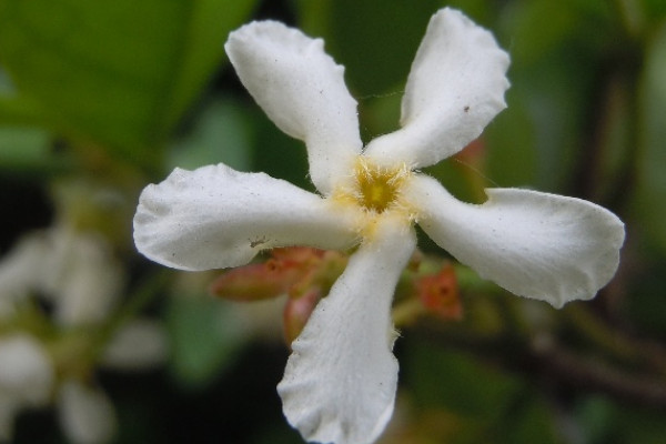 风车茉莉怎么养成花墙