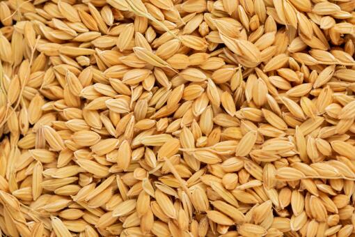 近期稻谷价格走势如何？2020年种一亩大约赚多少钱？