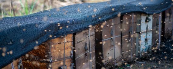 蜜蜂大量采粉说明什么