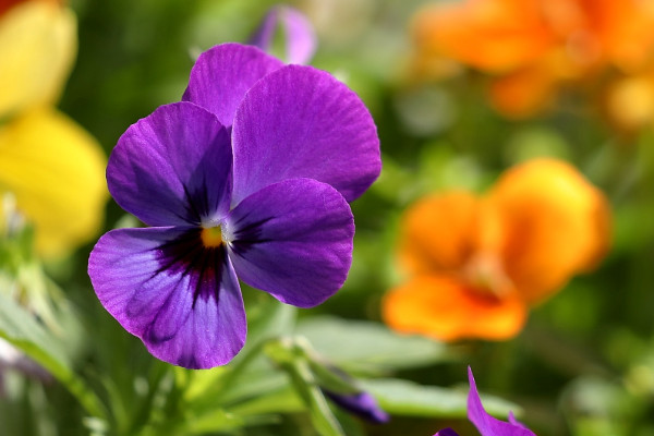 紫罗兰花能长多大