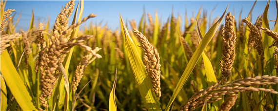 垦稻26水稻品种特征特性