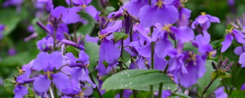 紫罗兰冬天开花吗