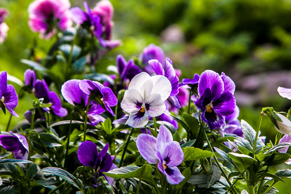 紫罗兰花有几种