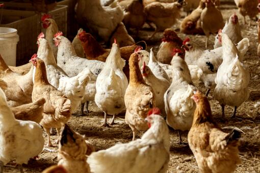 土鸡什么品种产蛋率高？一万只土鸡利润和成本是多少？