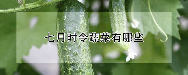 七月份有哪些时令蔬菜？七月时令蔬菜有哪些