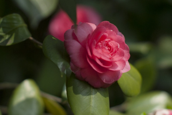 茶花花瓣变黄原因