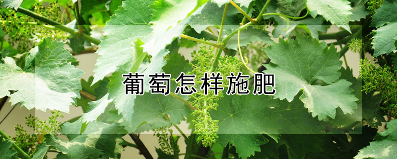 葡萄怎样施肥