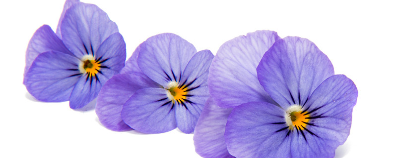 紫罗兰可以用叶片繁殖吗