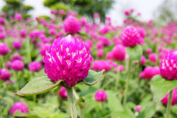 千日红怎么做干花