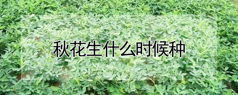 秋花生什么时候种