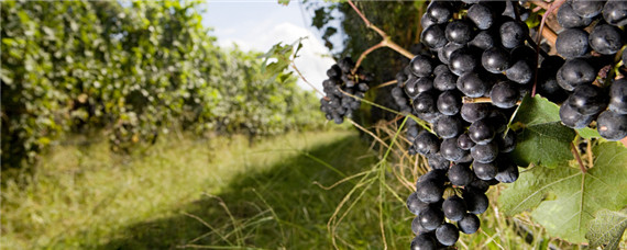 克伦生葡萄种植技术及技巧