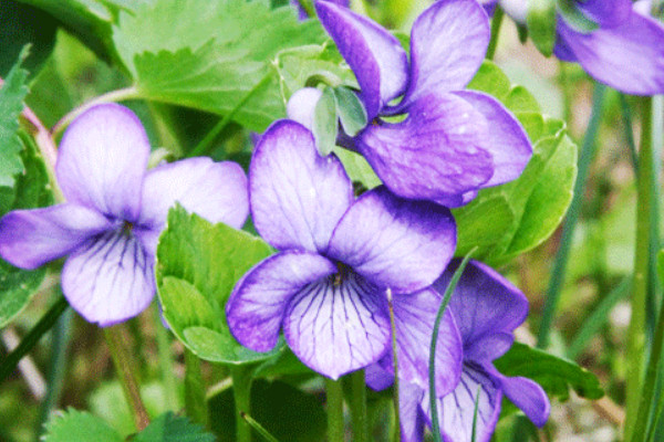 紫罗兰花在水里怎么养