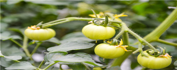 西红柿的病虫害及防治