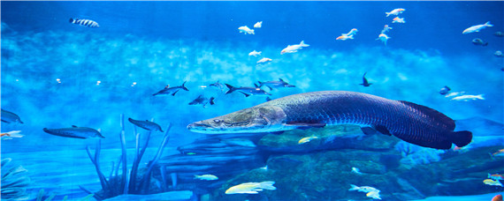 巨骨舌鱼养殖条件