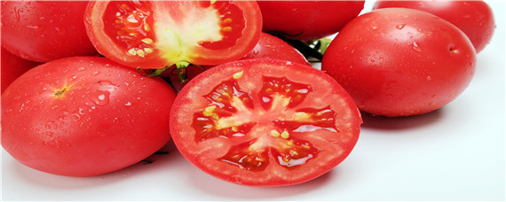 番茄常见虫害及防治